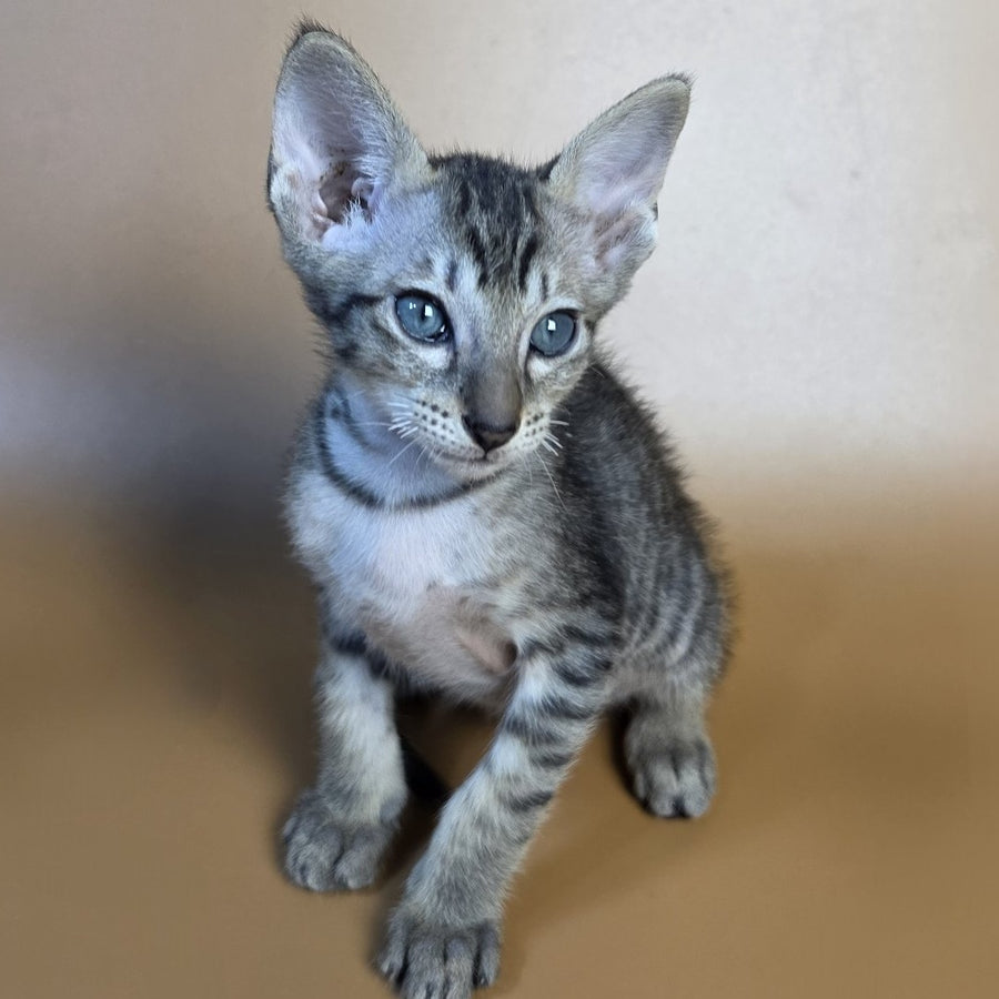 Einar Oriental Shorthair male, black spotted tabby