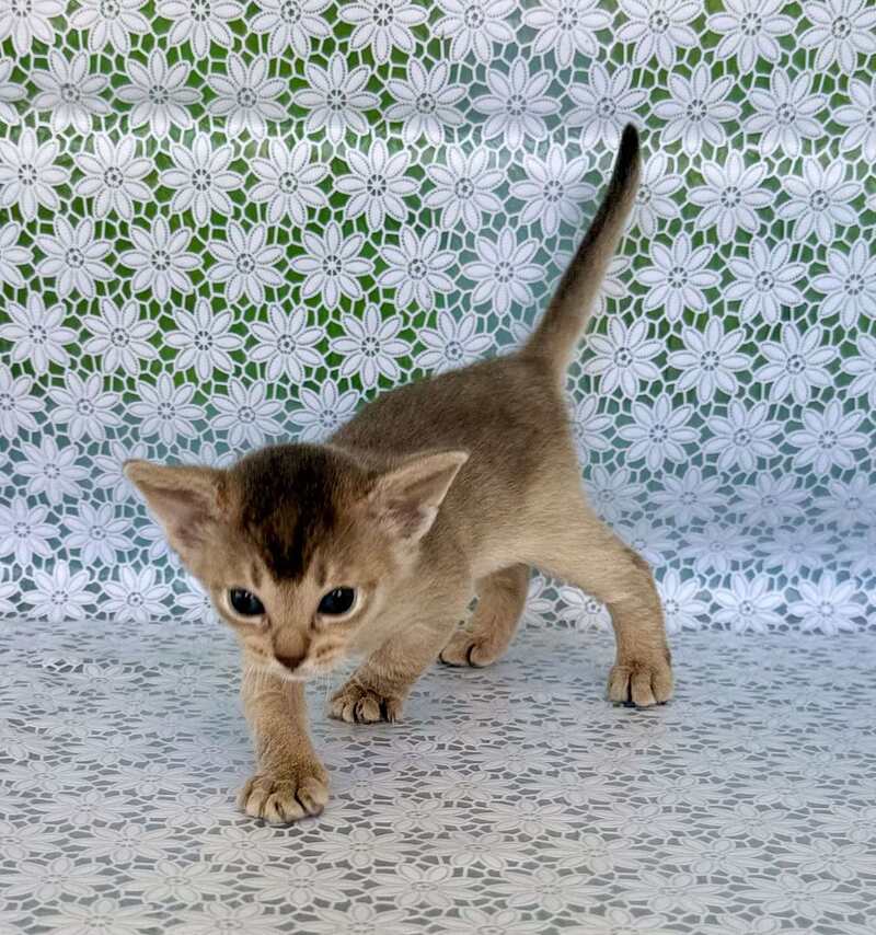 Zhasmin Abyssinian female blue - live animals
