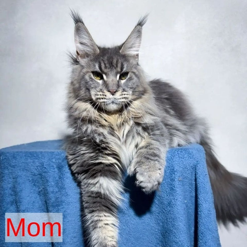 Xana Maine Coon polydactyl 6x6x6x6 female, blue tabby
