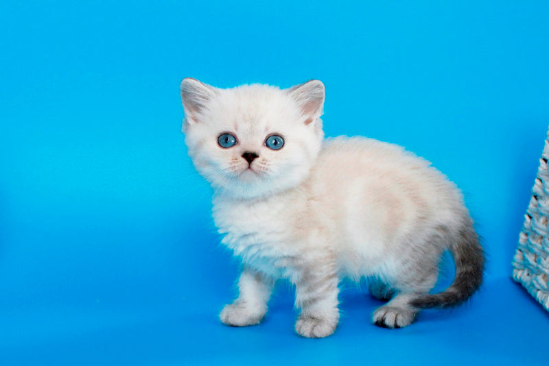 Navarro British Shorthair male black tabby pointed - live animals