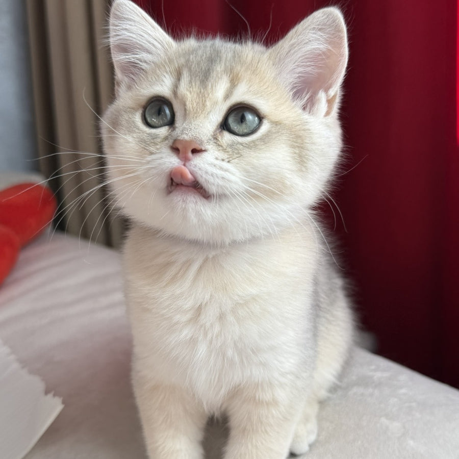 Erik Scottish Straight male, blue golden shaded