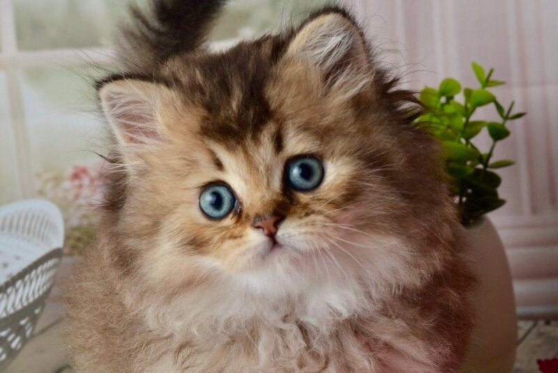 Tony Scottish Straight male black golden ticked tabby - live animals