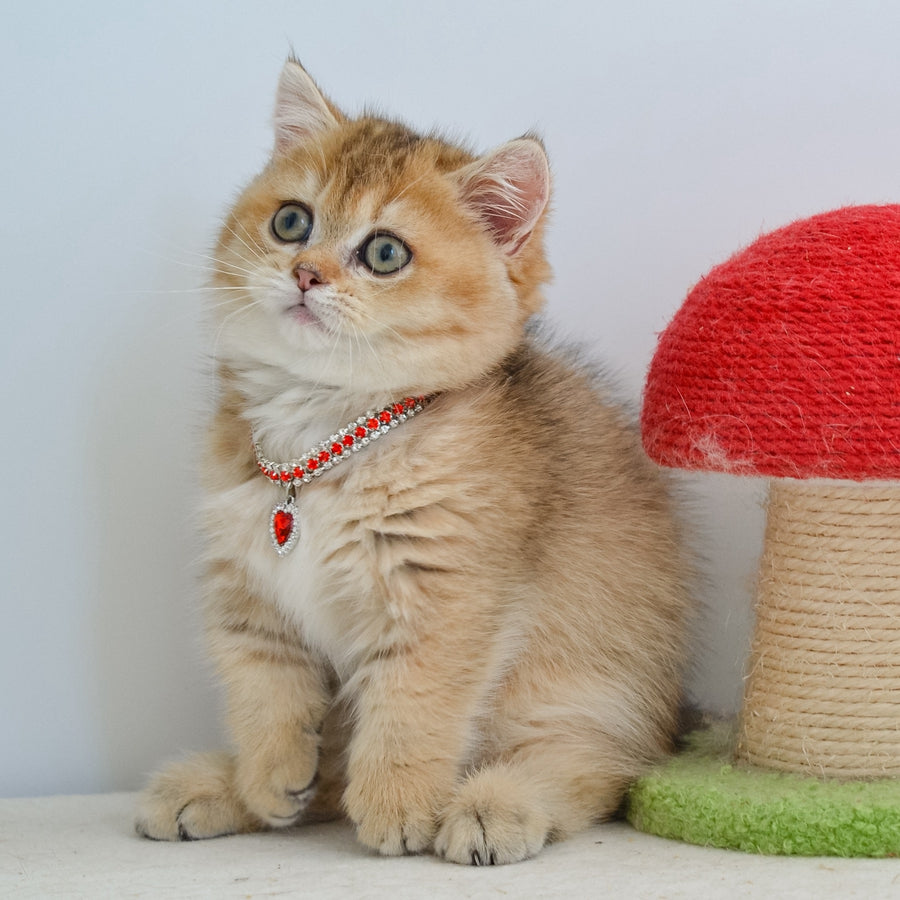 Grace Munchkin female, black golden ticked tabby