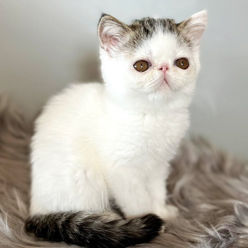 Amour Exotic female, black spotted tabby van