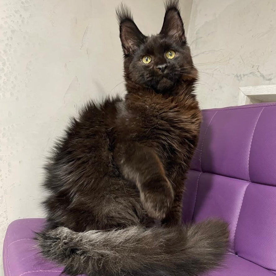 Petrovich Maine Coon male, black