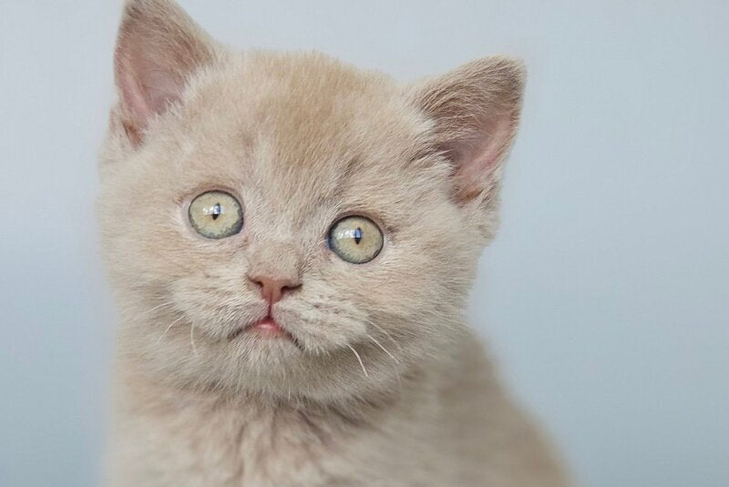 Aster British Shorthair female, fawn