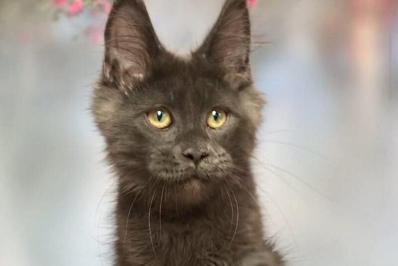 Ulf Maine Coon male, blue silver