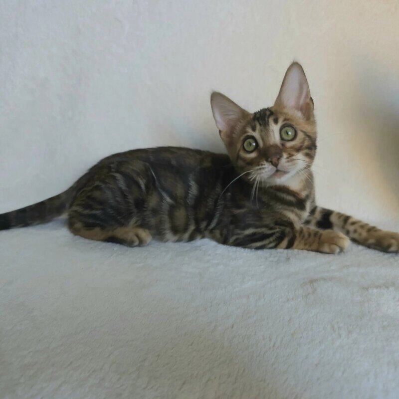 Тango Bengal male black spotted tabby - live animals