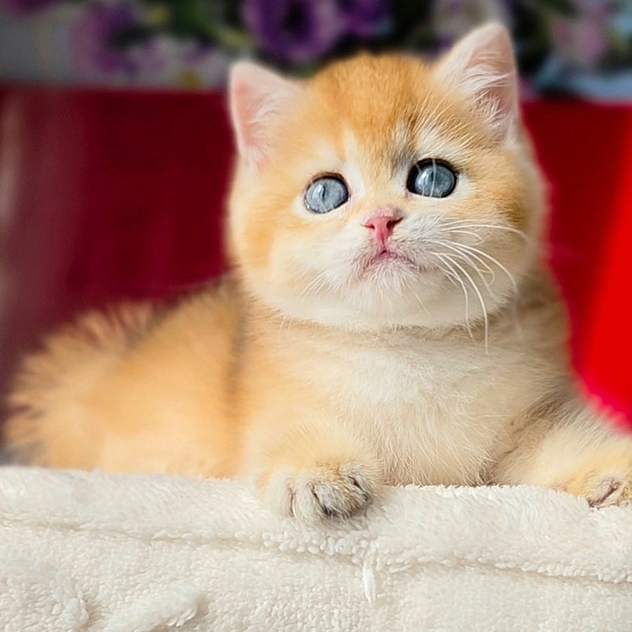 Tiffany British Shorthair female, black golden chinchilla