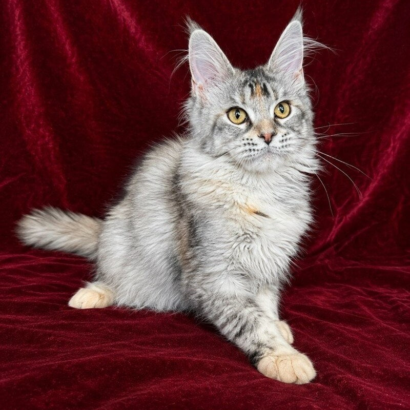 Gemma Maine Coon female, black tortie silver ticked tabby