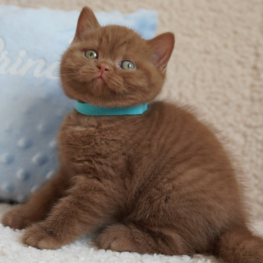 Ugo British Shorthair male, cinnamon