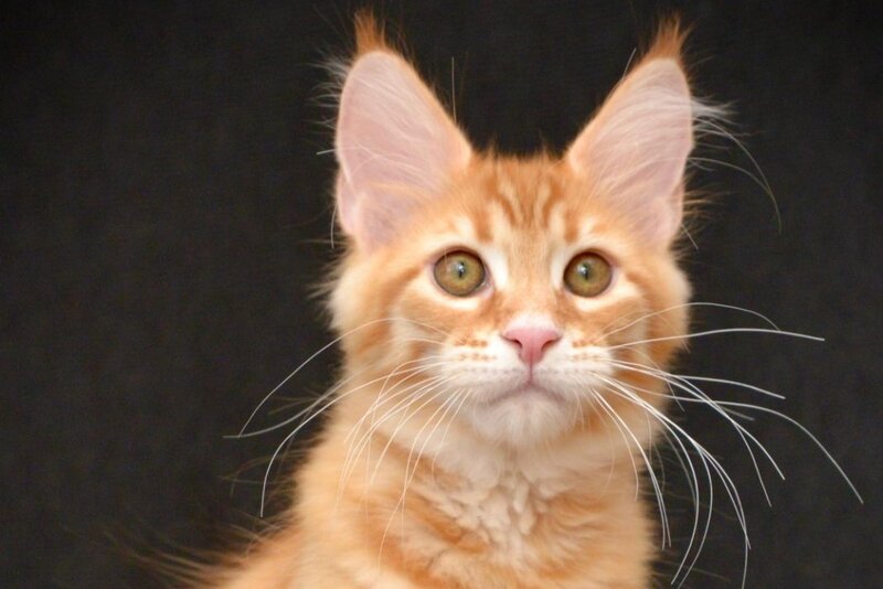Velvet Maine Coon male red tabby - live animals