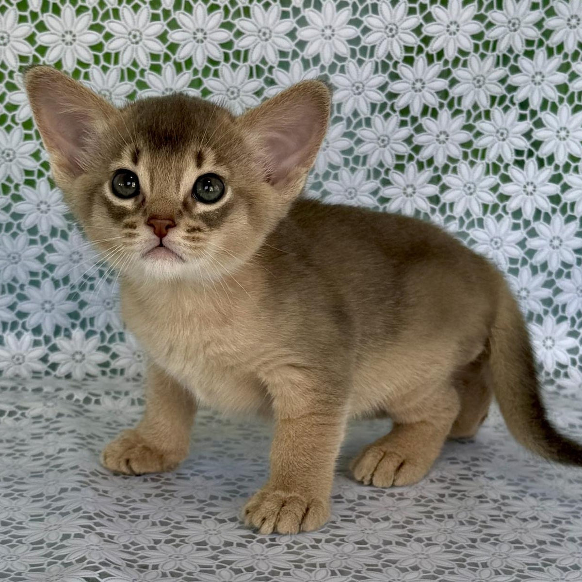 Hiron Abyssinian male, blue