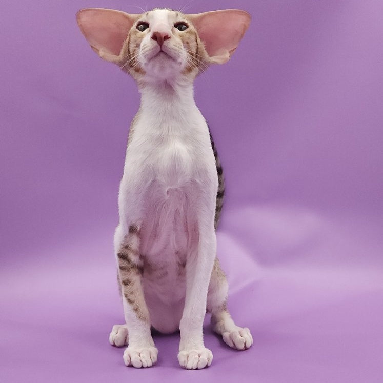 Winner Oriental Shorthair male, cinnamon spotted tabby bicolour
