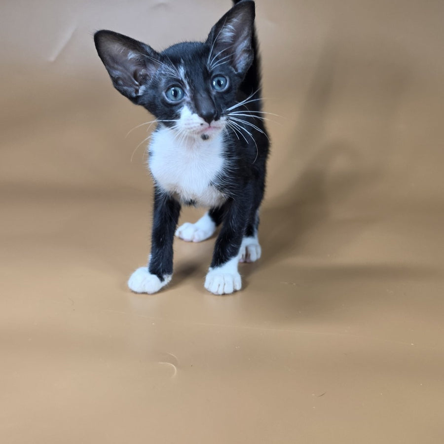 Daphne Oriental Shorthair female, black bicolour