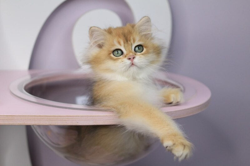 Rolex British Longhair male, black golden chinchilla