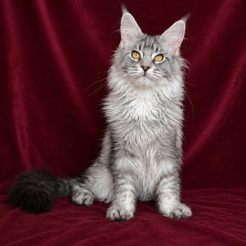 Hoarfrost Maine Coon male, black silver ticked tabby