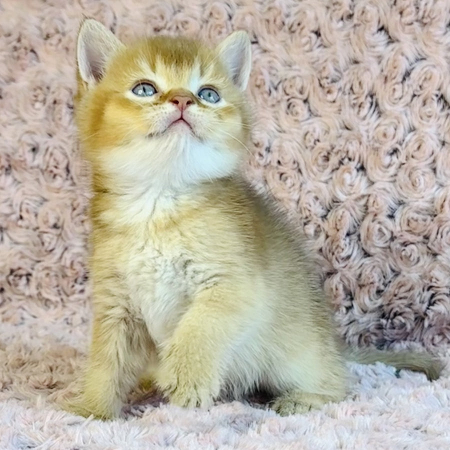 Golden Prince British Shorthair male, cinnamon golden shaded