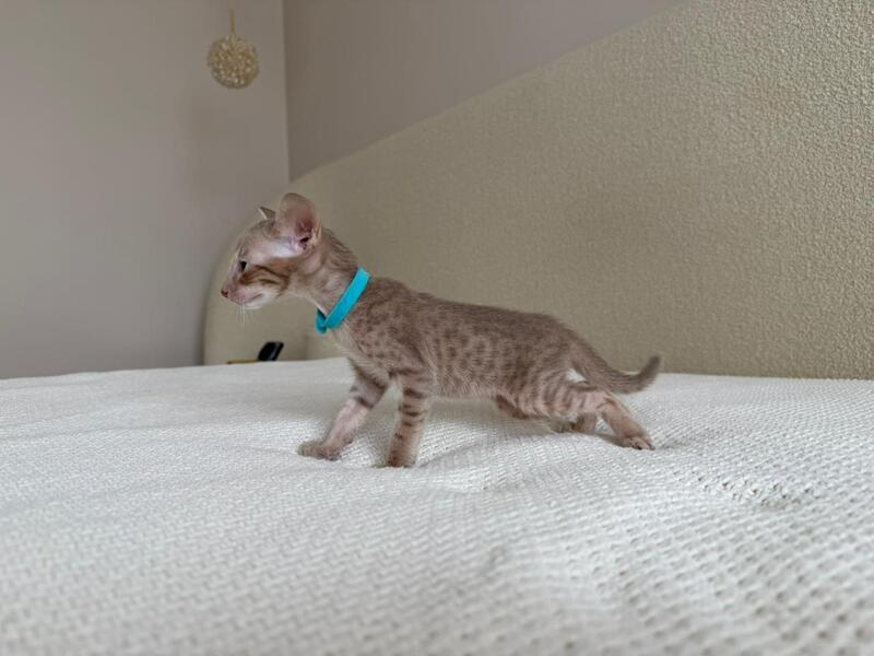 Axel Oriental Shorthair male lilac spotted tabby - live animals