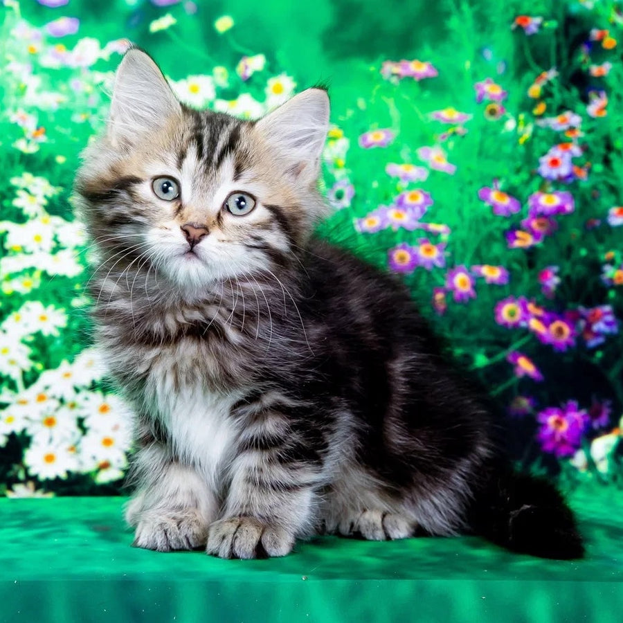 Zvezdochka Siberian female, black tabby