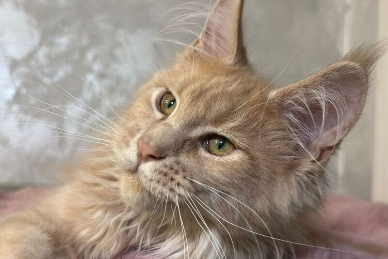 Buster Maine Coon male, cream