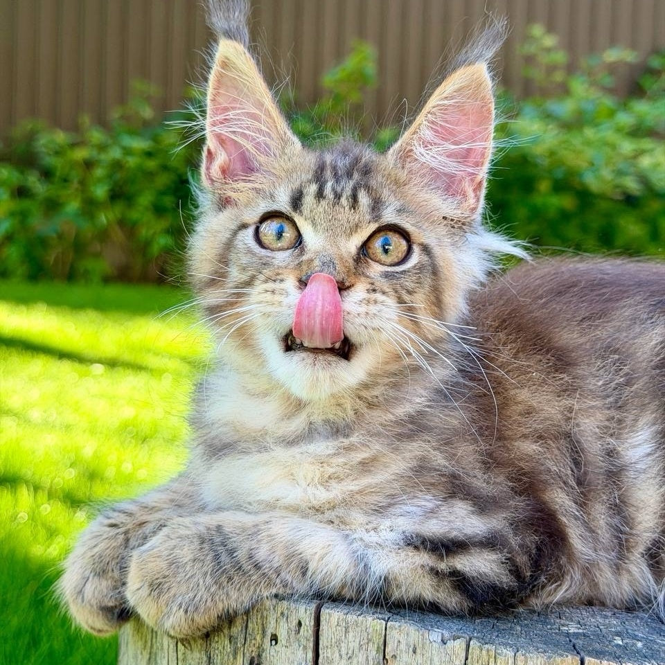 Noy Maine Coon male, black spotted tabby