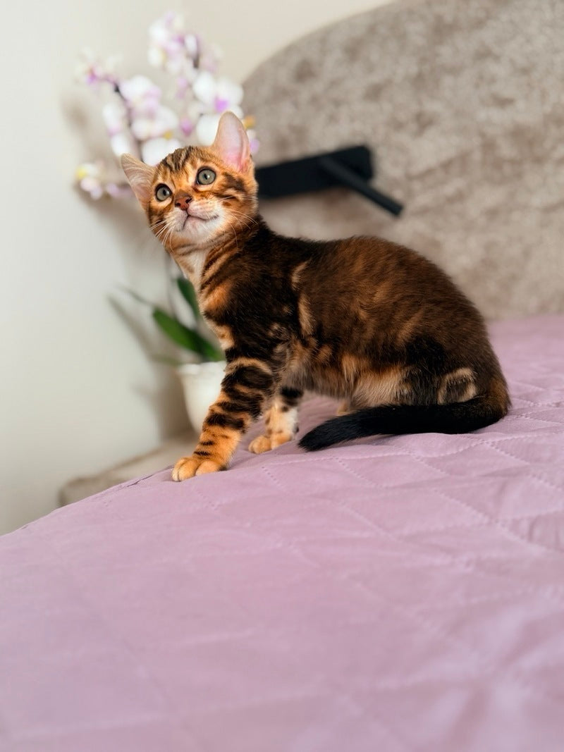 Bazzi Bengal male black tabby - live animals