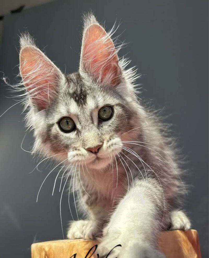 Alex Maine Coon male, black silver ticked tabby