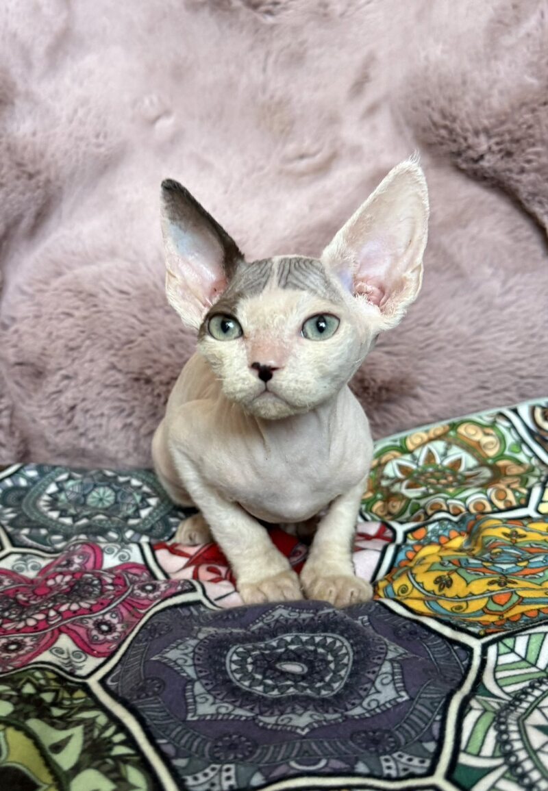 Van Devon Rex male, black harlequin