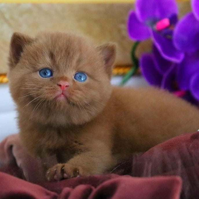 Richard British Shorthair male, cinnamon