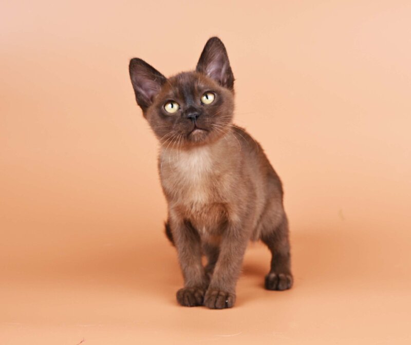 Zakhar Burmese male black - live animals