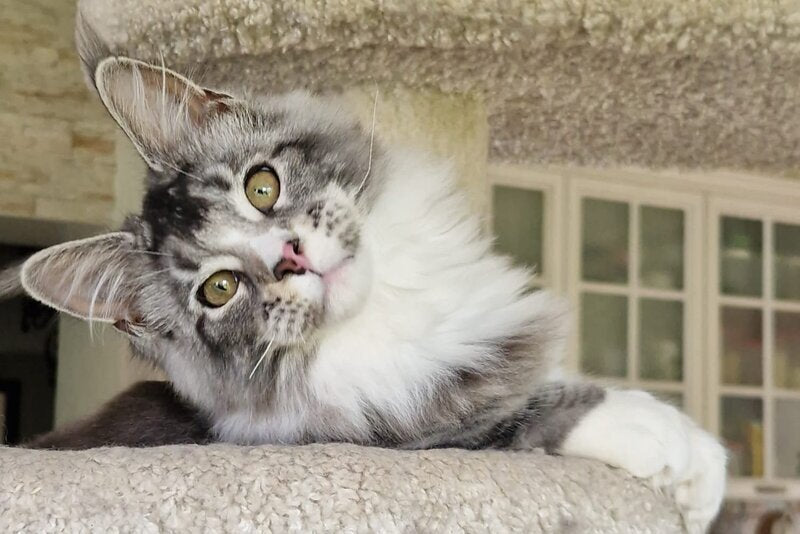 Barbariska Maine Coon female, black silver ticked tabby with white