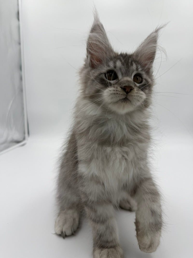 Kleo Maine Coon male black silver tabby - live animals