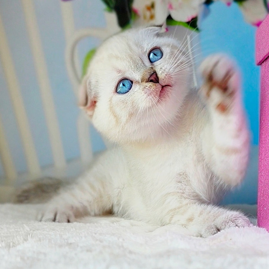 Chester Scottish Fold male, chocolate tabby pointed