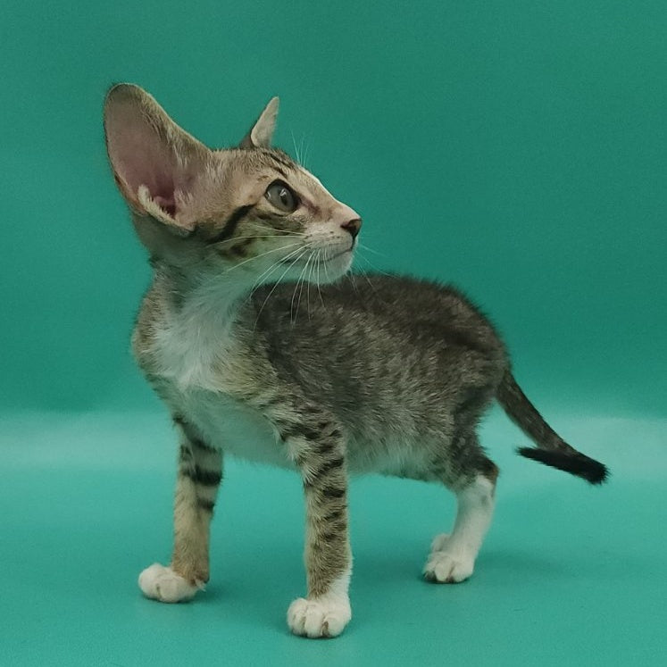 Valery Oriental Shorthair female, black tortie bicolour spotted tabby
