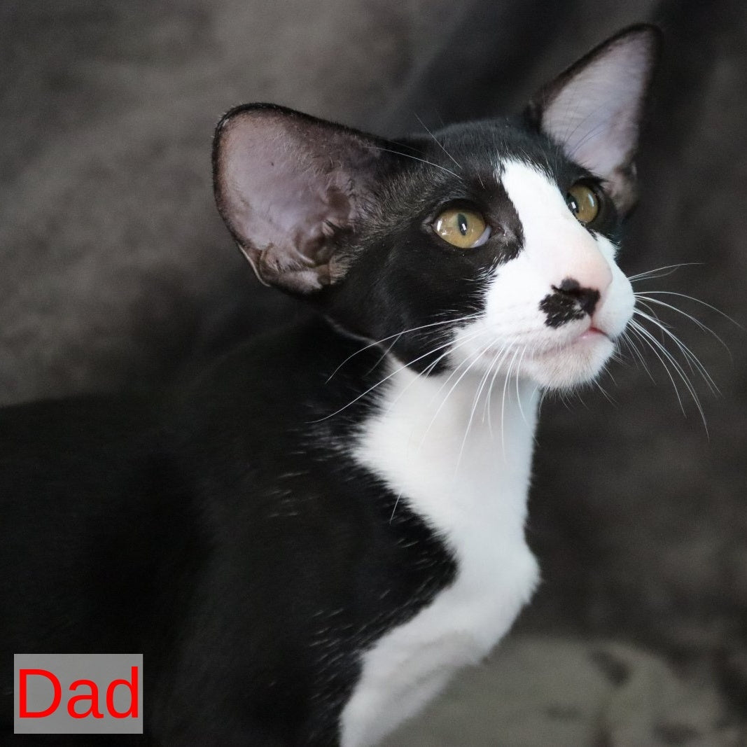 Ink Siamese male, black bicolour