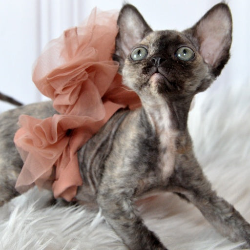 Nonna Devon Rex female, black tortie