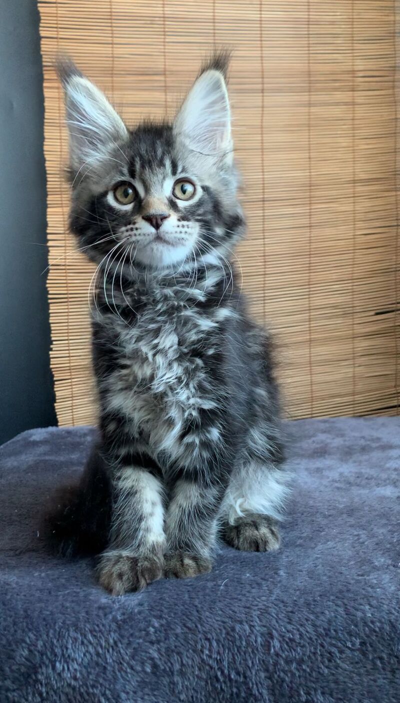 Iliya Maine Coon male black tabby live animals