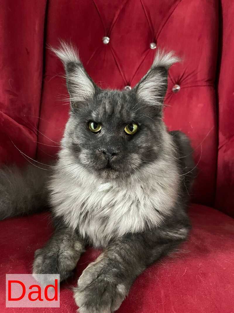King Maine Coon male, black silver ticked tabby