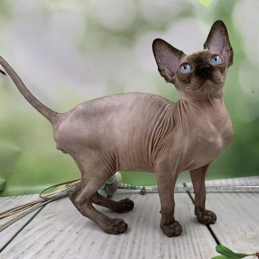 Gosha Canadian Sphynx male, black pointed