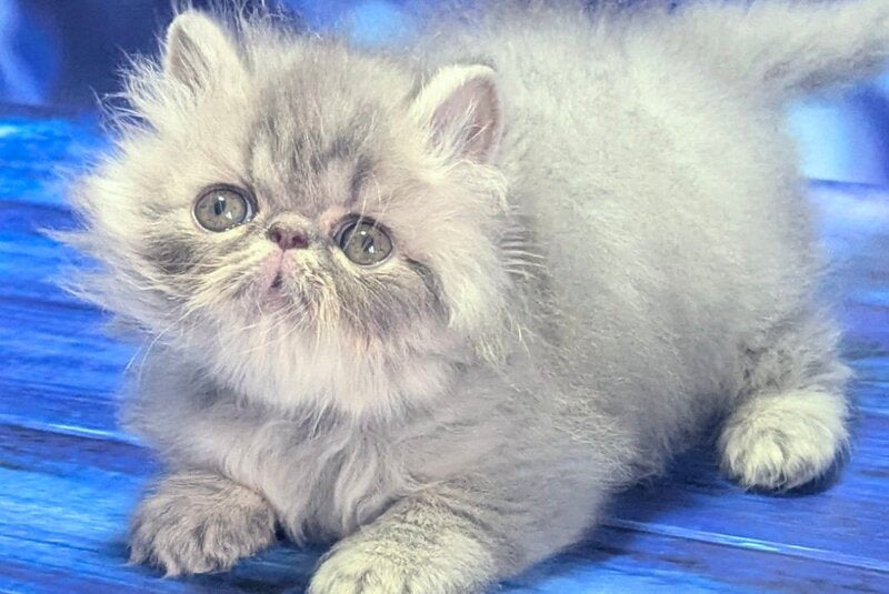 Veniamin Persian male, blue tabby