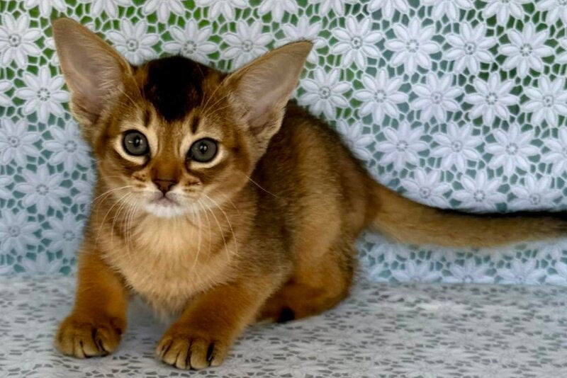 Elka Abyssinian female ruddy - live animals