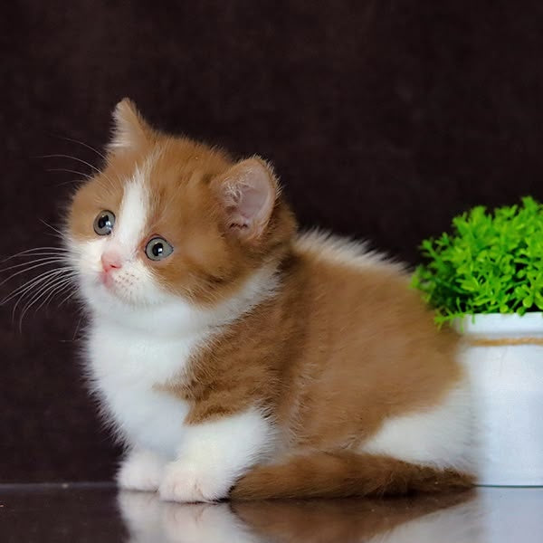 Fortune Munchkin female, cinnamon bicolour