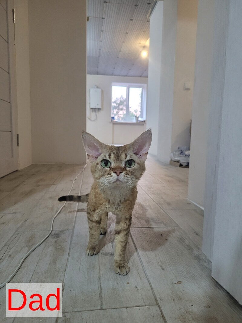 Umi Devon Rex female, black tabby bicolour
