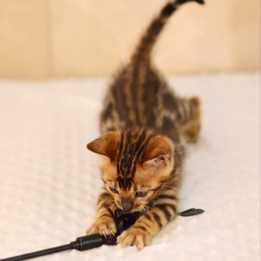 Xavier Bengal male, black spotted tabby