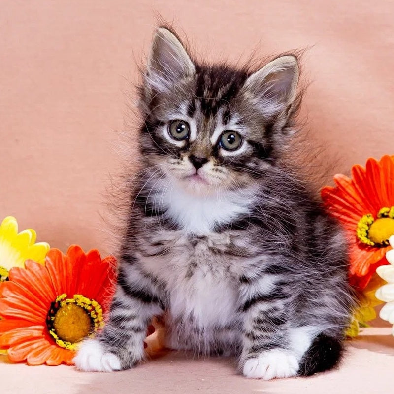 Zhikharka Siberian male, black with white spotted tabby