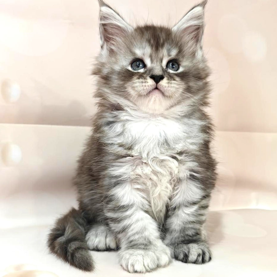 Brendan Maine Coon polydactyl 6x6x6x6 male, black silver spotted tabby