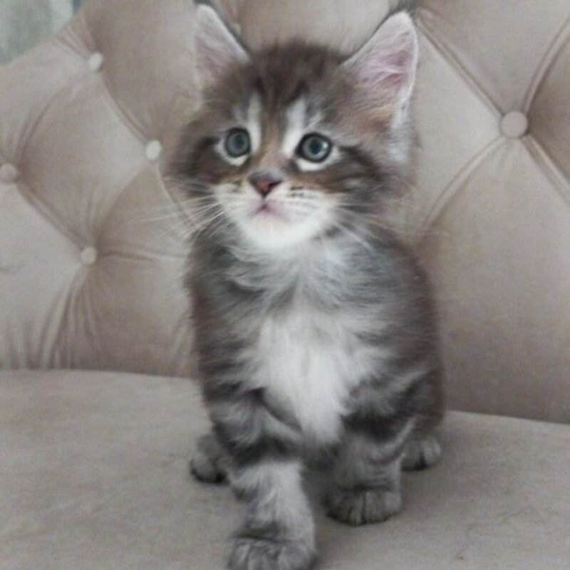 Nike Maine Coon male, black tabby