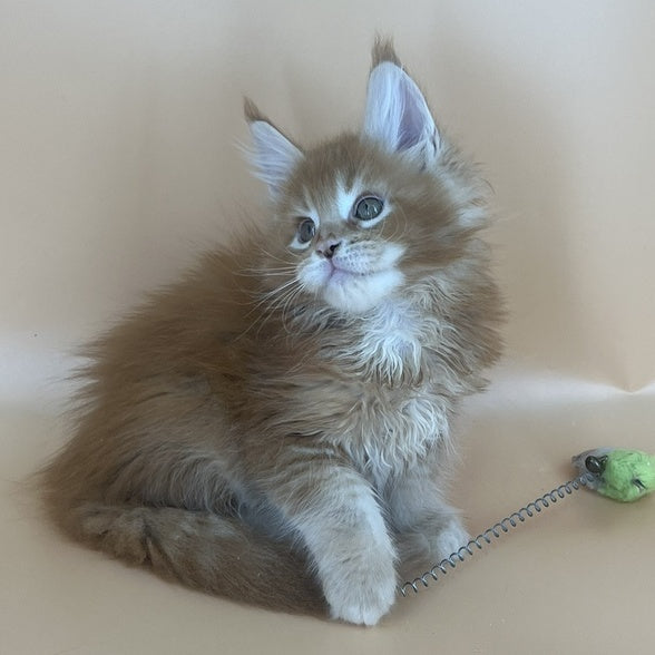 Brahms Maine Coon male, red tabby