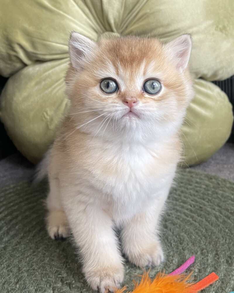 Wishenka British Shorthair female black golden ticked tabby - live animals